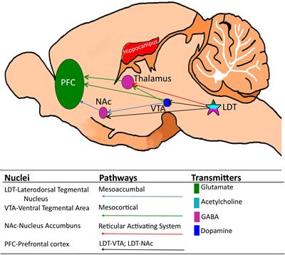 Plasticity in the Brainstem: Prenatal and Postnatal Experience Can Alter Laterodorsal Tegmental (LDT) Structure and Function